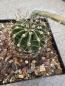 Preview: Echinopsis hybr. lila